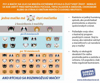 Aktuality / Samosprávy a kastračné programy psov a mačiek - foto